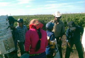 En riesgo exportaciones agrícolas por trabajo infantil