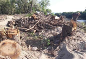 Señalan a Conagua como responsable de talar más de 100 álamos en Badiraguato