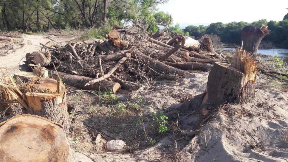 Señalan a Conagua como responsable de talar más de 100 álamos en Badiraguato