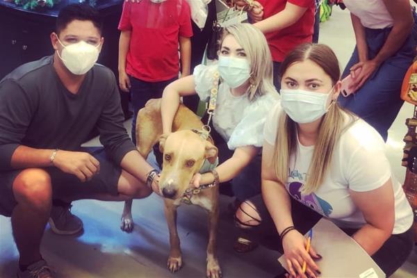 Ya tiene familia “Romeo”, el perro que fue atravesado con flecha en Culiacán