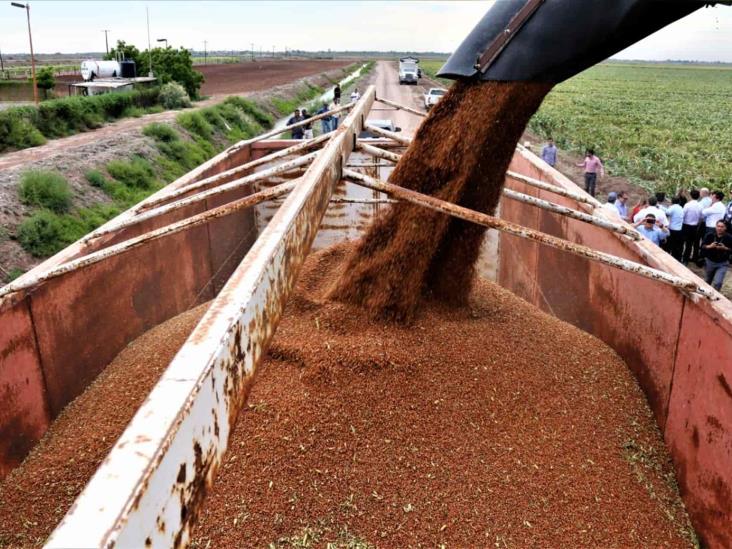 Siembra de sorgo de PV es bajo riesgo del productor: SAyG Siembra de sorgo de PV es bajo riesgo del productor: SAyG