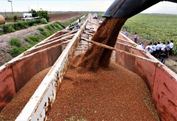 Permanece abierto mercado de exportación de sorgo a China