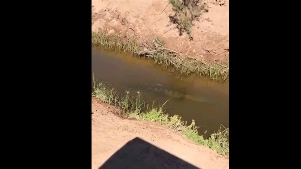 Detectan cocodrilo nadando dentro de un dren en El Bule, Ahome