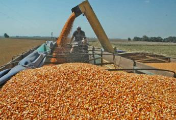 Se mantienen a la baja precios de maíz y trigo