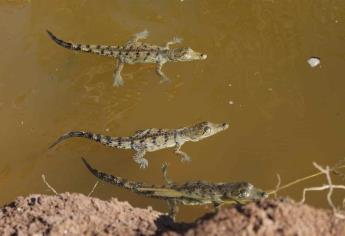 Liberan a 280 crías de cocodrilo en la laguna de Chiricahueto