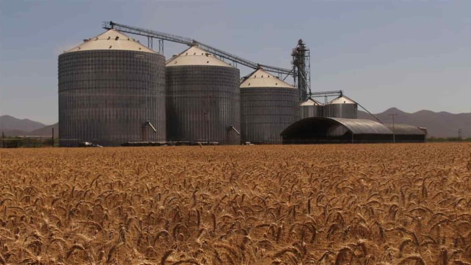 Trigo mantiene su racha alcista en Bolsa de Chicago