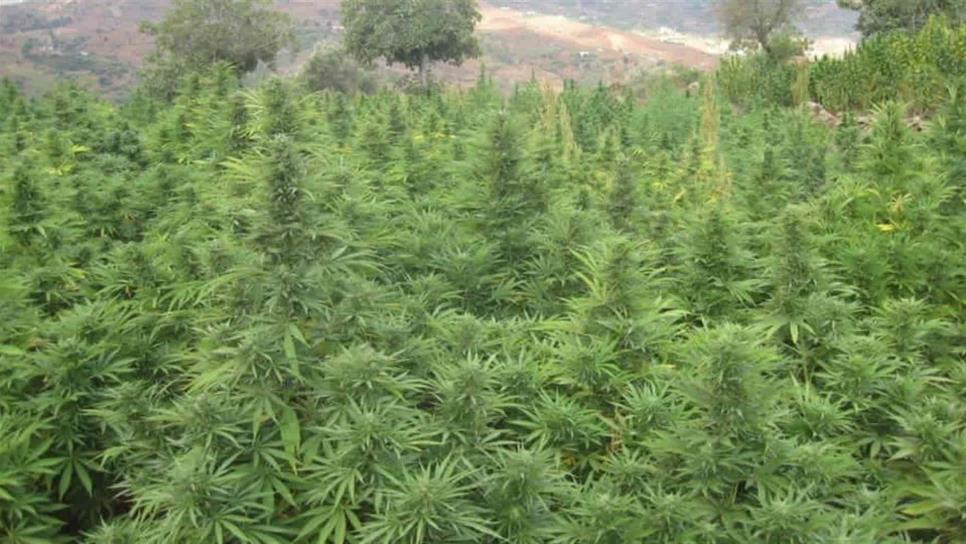 Se prepara Choix para siembra comercial de mariguana