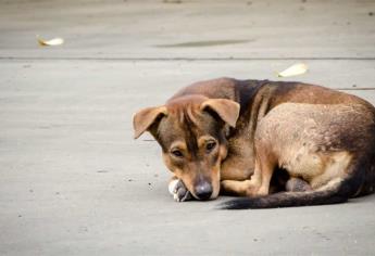 Uso de pirotecnia en fin de año, incrementa enfermedades en mascotas