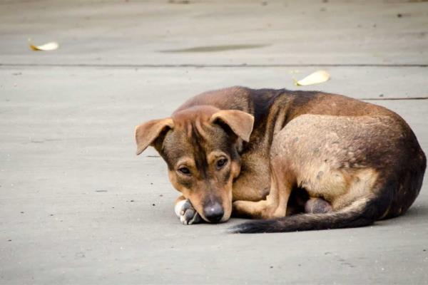 En Culiacán, vecinos envenenan a perros y gatos de la colonia Miguel Hidalgo