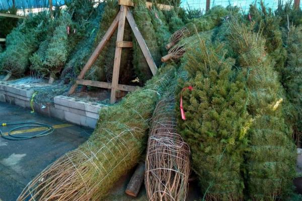 Pinos navideños naturales no dañan al medio ambiente: Conafor