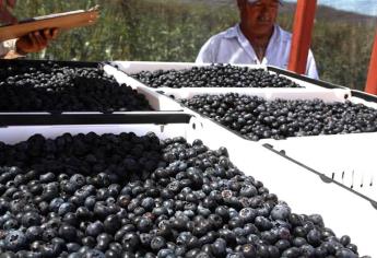 EU mantiene investigación contra productos hortícolas de Sinaloa