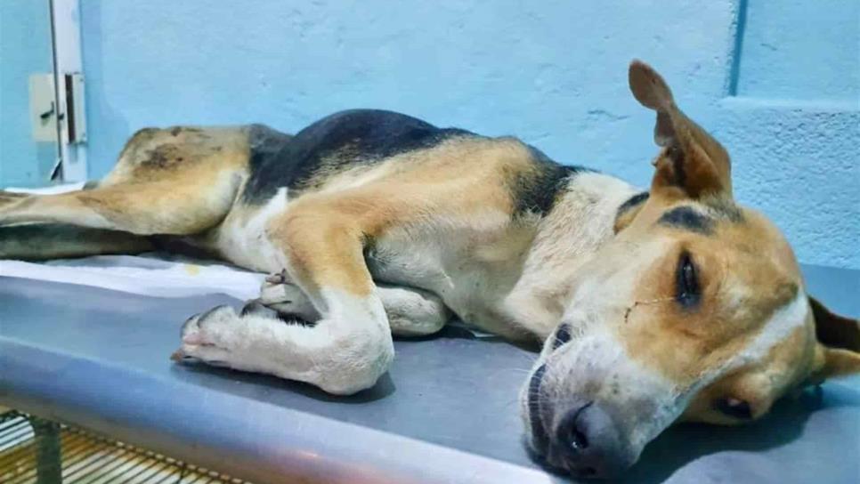 Sentencian a agresor de Chuchito a pagar $5 mil y prometer ya no maltratar animales Sentencian a agresor de Chuchito a pagar $5 mil y prometer ya no maltratar animales