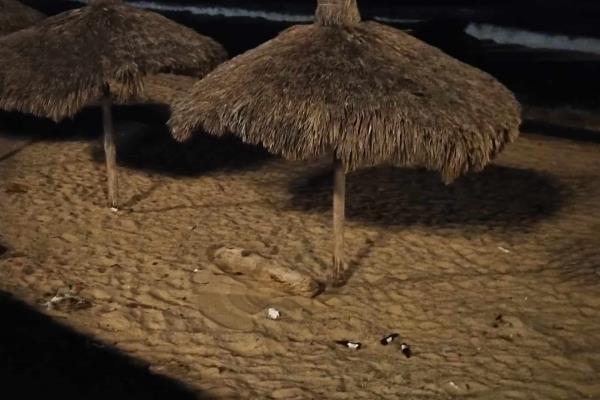 Basura en playas puede ocasionar muerte de especies marinas