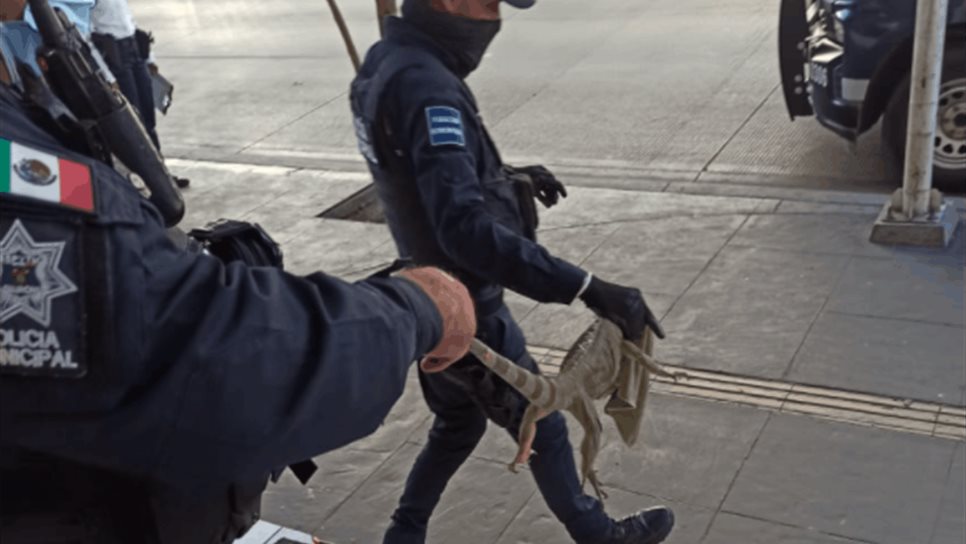 No era un ladrón, policías sorprenden a iguana adentro de un cajero No era un ladrón, policías sorprenden a iguana adentro de un cajero