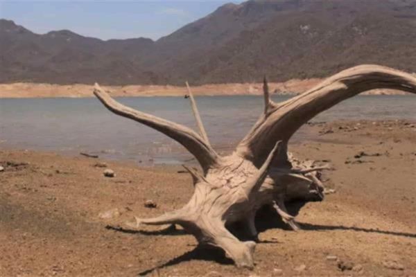 Buscan contrarrestar impacto de sequía en Sinaloa