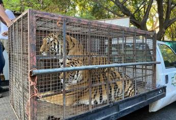 Zoo de Culiacán ayuda en el rescate de dos tigres y una leona en Navojoa