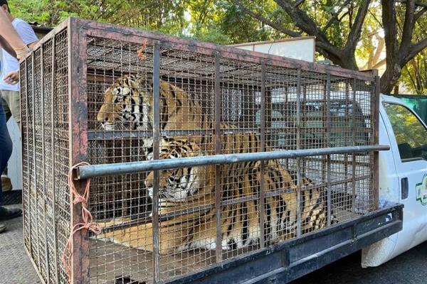 Zoo de Culiacán ayuda en el rescate de dos tigres y una leona en Navojoa