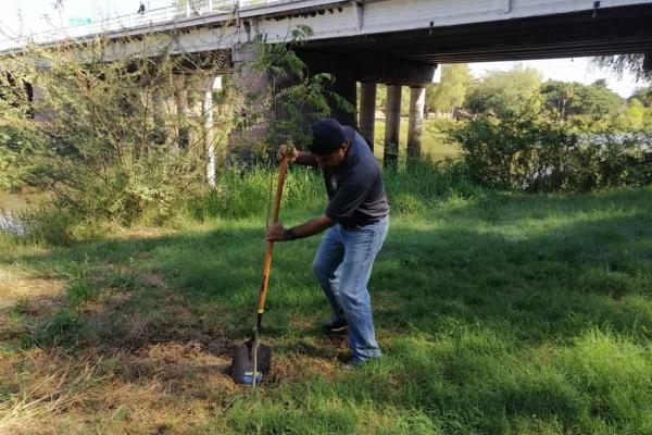 Buscan plantar mil árboles en todo Culiacán