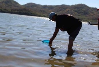 Siembran un millón de alevines de tilapia en la presa Picachos