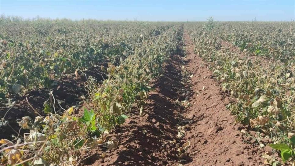 Detectan rabia y hongos en cultivo de garbanzo