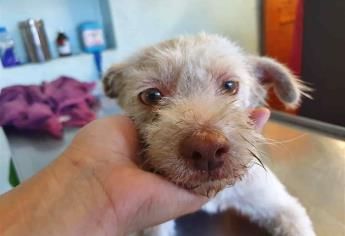 El 60 % de mascotas regaladas en diciembre terminan en el abandono