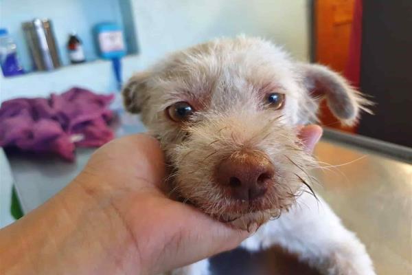El 60 % de mascotas regaladas en diciembre terminan en el abandono