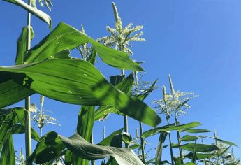 No se reportan daños en cultivos por bajas temperaturas: JLSVVF