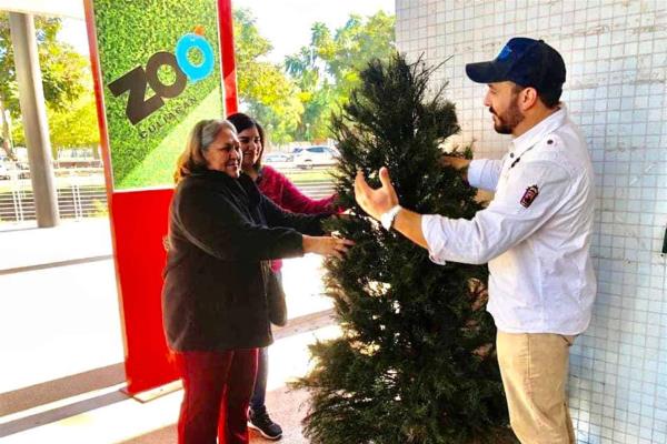 Zoológico de Culiacán activa su centro de acopio de Árboles de Navidad