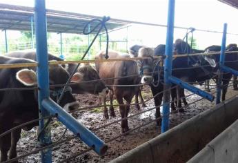 Harán pruebas diagnósticas a ganado para descartar brote de tuberculosis