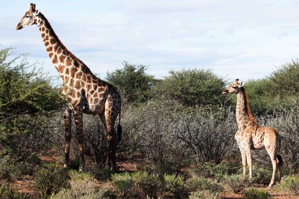 Varios científicos documentan las primeras jirafas enanas en Uganda y Namibia