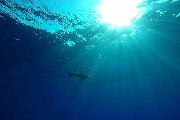 Dominica advierte del peligro de los tiburones, tras ataques en la región caribeña