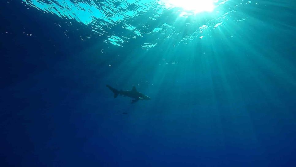 Dominica advierte del peligro de los tiburones, tras ataques en la región caribeña