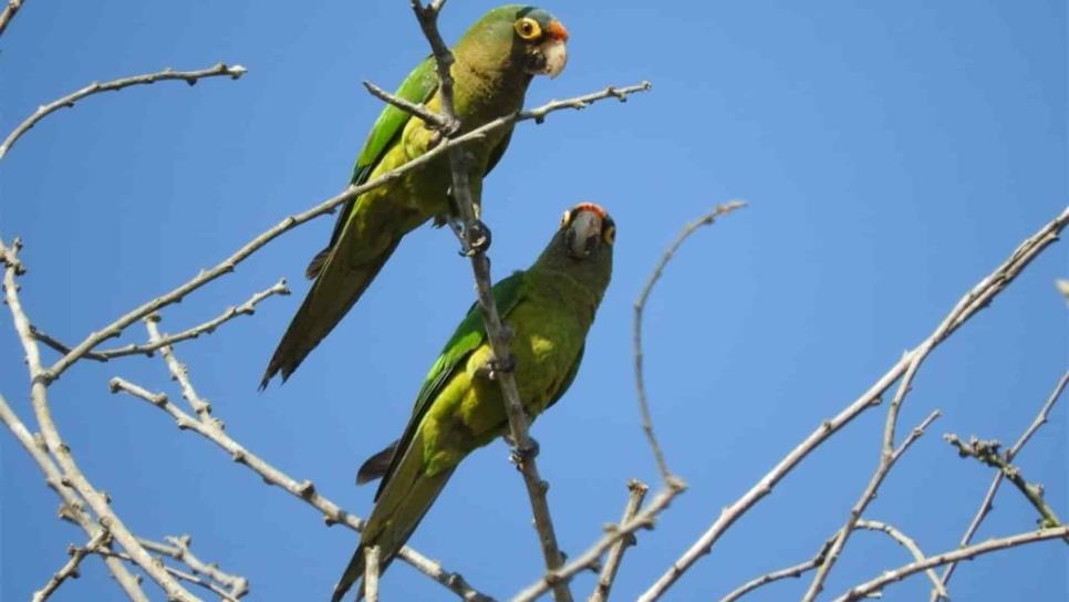 Apoya SEDESU certificación de Área Destinada Voluntariamente a la Conservación