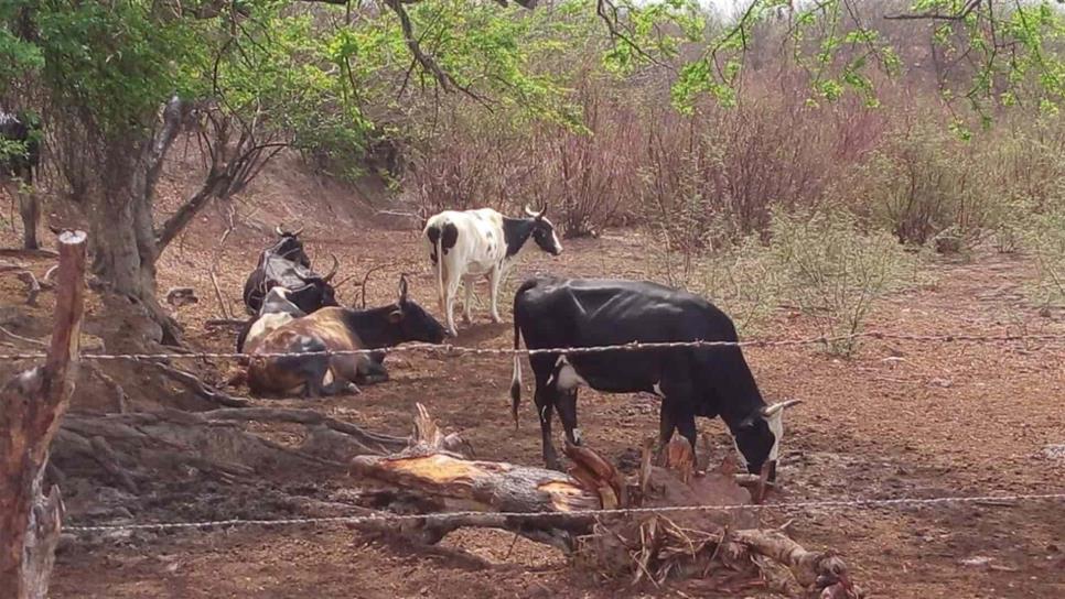 Buscan promover cultura de la hidroponía para alimentar el ganado con forrajes verdes