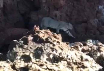 Captan a felino en el Cerro de San Carlos en Topolobampo