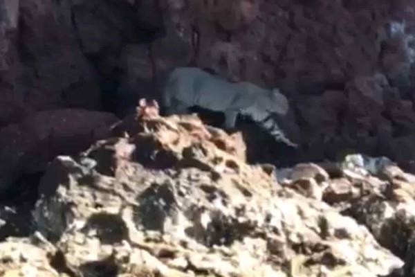 Captan a felino en el Cerro de San Carlos en Topolobampo
