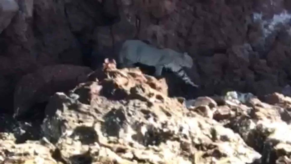 Captan a felino en el Cerro de San Carlos en Topolobampo