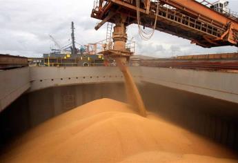 Sequía en Brasil impactaran en el mercado de maíz y trigo