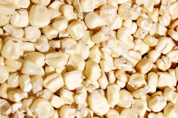 Se mantiene precio de maíz en $7 mil 134