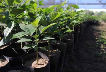 Sedesu plantará árboles en el Hospital Civil de Culiacán