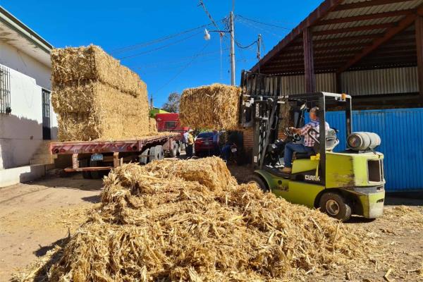 Entregan forraje a ganaderos para combatir sequía