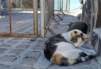 A la baja el número de gatos abandonados en El Faro