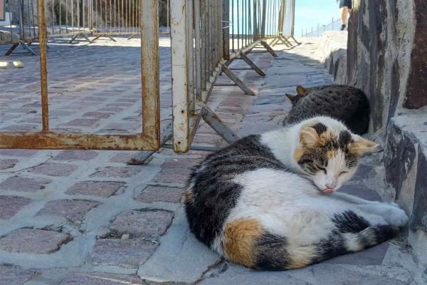 A la baja el número de gatos abandonados en El Faro