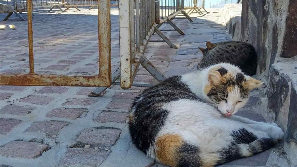 A la baja el número de gatos abandonados en El Faro