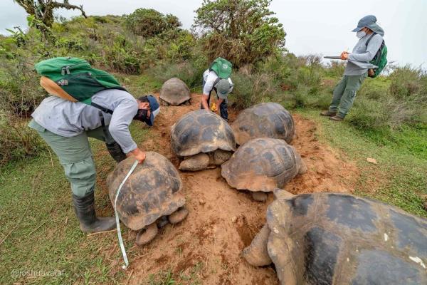 Marcan a 4.723 tortugas gigantes en una isla volcánica de Galápagos