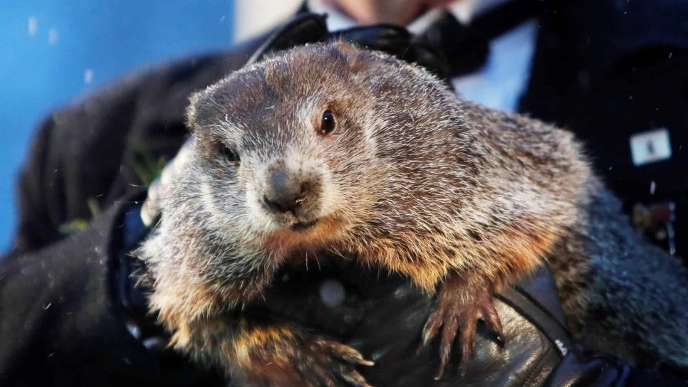 Phil, la marmota de Punxsutawney, vaticina seis semanas más de invierno Phil, la marmota de Punxsutawney, vaticina seis semanas más de invierno