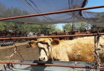 Barrido zoosanitario, arriba del  80 %