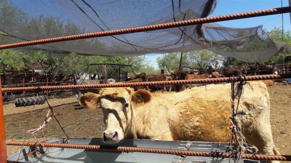 Barrido zoosanitario, arriba del  80 %