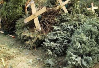 Reiteran llamado a población para que entregue pinos navideños naturales