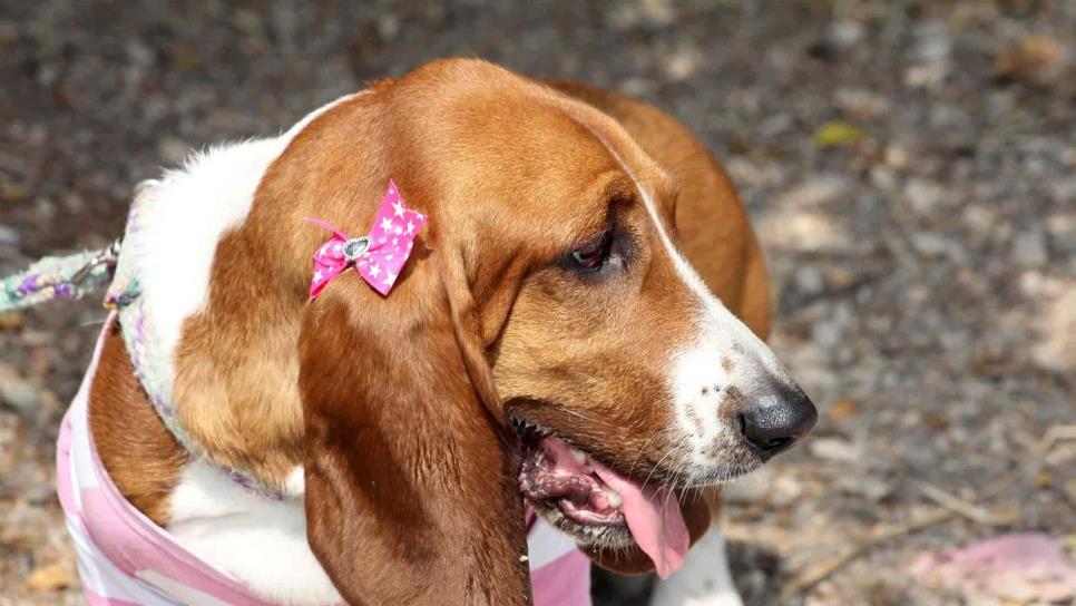 ¡Cuida a tu mascota! Altas temperaturas provocan golpe de calor también en animales